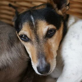 Hondenfoto van Tom -  (Speedy & Jacky†) - Milo & Ozzy. 
