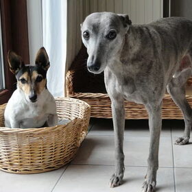 Hondenfoto van Tom -  (Speedy & Jacky†) - Milo & Ozzy. 