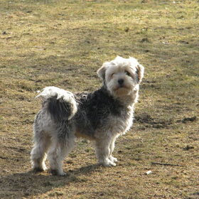Hondenfoto van Melissa, Dempsey, Taiko, Minos & *Nina*