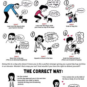HOW TO NOT GREET A DOG!!