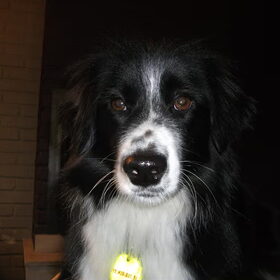 Hondenfoto van silke & woody 