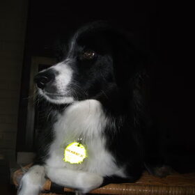 Hondenfoto van silke & woody 