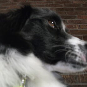 Hondenfoto van silke & woody 