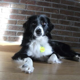 Hondenfoto van silke & woody 