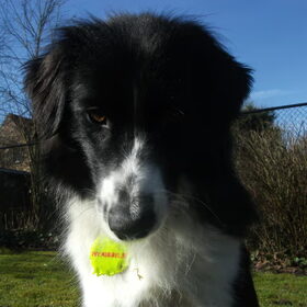 Hondenfoto van silke & woody 
