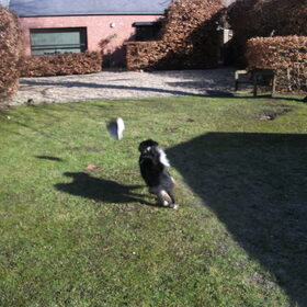 Hondenfoto van silke & woody 