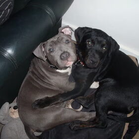 Hondenfoto van Daisy & Senna 