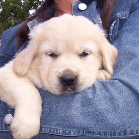 Abby als puppy 6 weken oud, nog 2 weekjes wachten en we mogen…