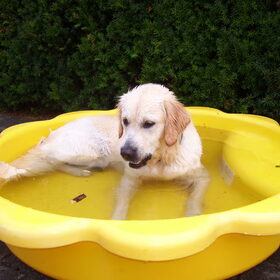 Gek op water