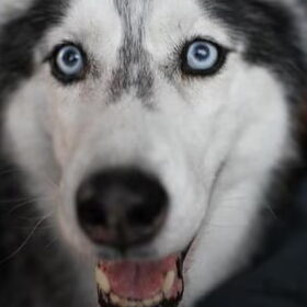 husky