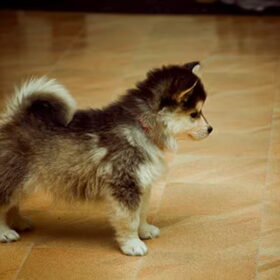 pup