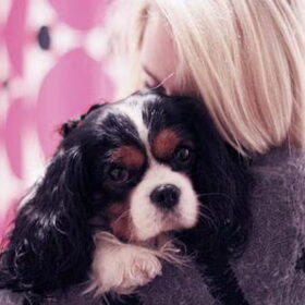 king charles spaniel