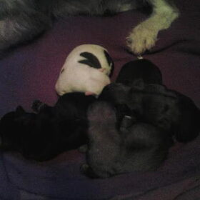 Vlekje haar pups die ik geboren heb zien worden ^^