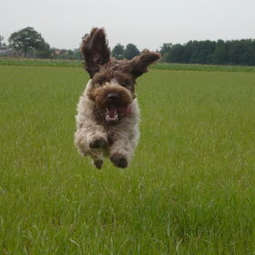 Pip in actie.