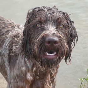 Gekke hond.