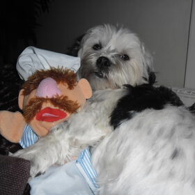 Met de muppet kok slapen