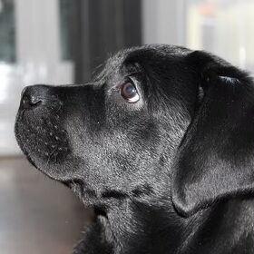 Hondenfoto van Amy ~ Nero & Omar 