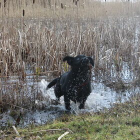 Hondenfoto van Amy ~ Nero & Omar 