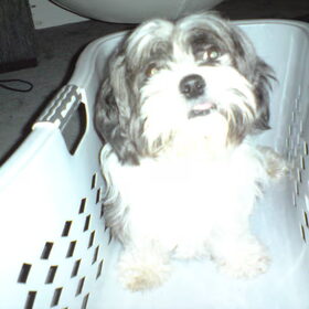 euhm, ja ik zit weer in de wasmand, is dat zo vreemd? XD