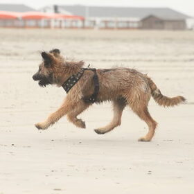 Hondenfoto van team Shadow