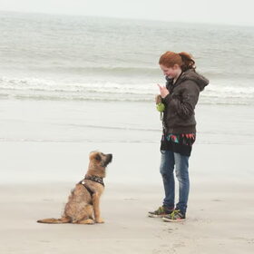 Hondenfoto van team Shadow