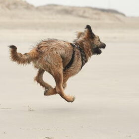 Hondenfoto van team Shadow
