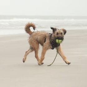 Hondenfoto van team Shadow