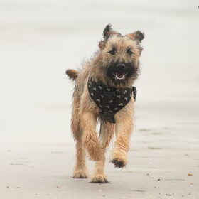 Hondenfoto van team Shadow