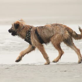 Hondenfoto van team Shadow