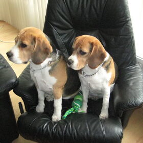 dit zijn onze 2 Beagles (geb. 2007) die sinds april 2009 bij ons…