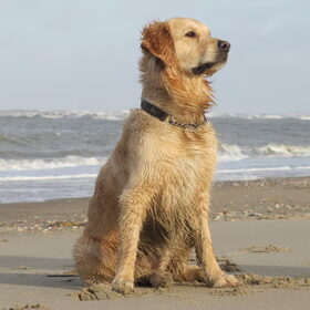 Genieten op het strand... lekker hond kunnen zijn !