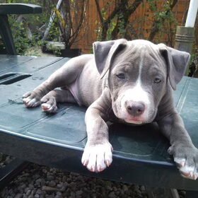 Diesel