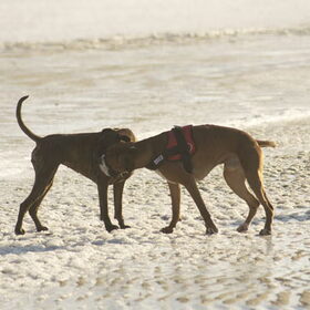 Hondenfoto van Annelies ~ Rasha † , Amigo & Akita