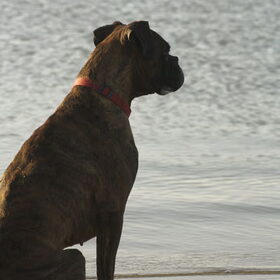Hondenfoto van Annelies ~ Rasha † , Amigo & Akita