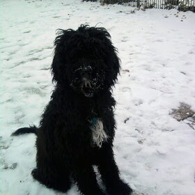 buddy in de sneeuw 2