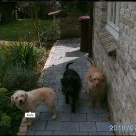 Zoyla de oudste uit den hoop dan Lexi en dan haar zoon Breezer