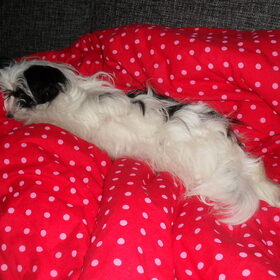 Luna heerlijk ontspannen liggen op de bank waar een dekbed ligt