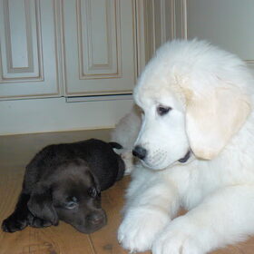 Jego met vriendinnetje Balou sept 2010