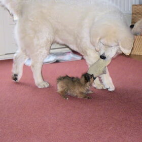 Samen spelen feb 2011