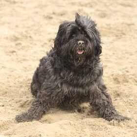 Hondenfoto van team Shadow