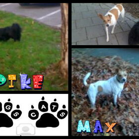 Hondenfoto van  Sabine en Mini Max 