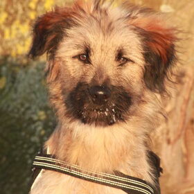 Hondenfoto van team Shadow