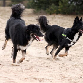 Blue & Tobi