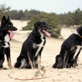 Blue met halfbroer Tobi en halfzus Mara