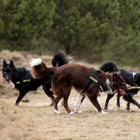 Blue, Shasta & Mara