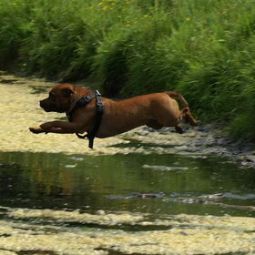Hé zie ik daar een tak in het water, of nog belangrijker een…