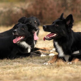 Mara, Tobi en Blue