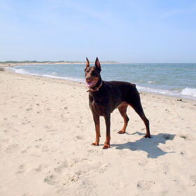 Prinsesje Ziva *Rainbow Bridge*