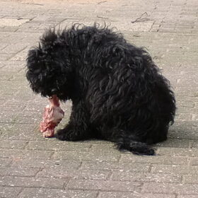 Kwint eet een lamsrib! Althans probeert! Hij is volop aan het…