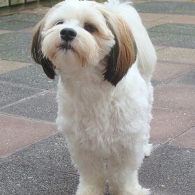 Sammy